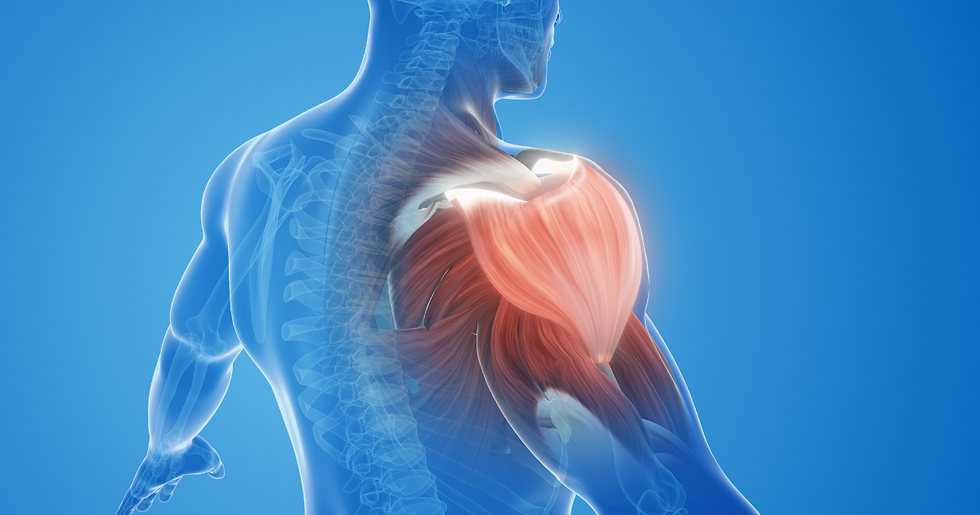 Anatomy of human with a focus on the musculoskeletal system