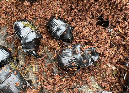 IMG_3342_Copris hispanus.JPEG