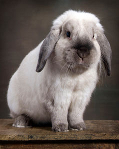 Gorgeous lop rabbit posing for camera in studio for professional photos, Kanata, Ottawa, professional pet photographer