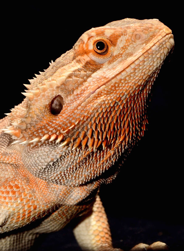 Awesome beardie posing for the camera in studio, Kanata, Ottawa, professional pet photographer