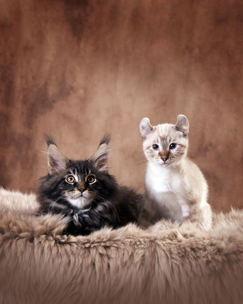 Cute Maine Coon and Highland Lynx kittens posed on fur for professional pet photo session in studio, Kanata, Ottawa, professional pet photographer