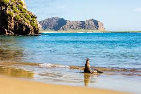 Sail into the Wild: Wonders of the Galápagos Islands with Top Expedition Cruise Operators