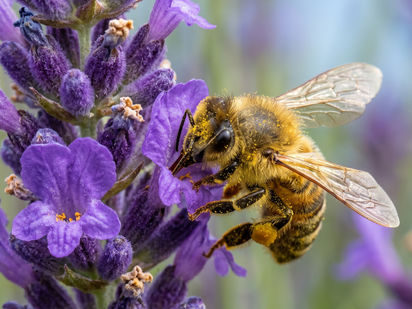 The Biological Engine: Why the Circular Economy Begins with Bees
