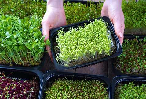 ZL Site Images (1)_edited.jpg