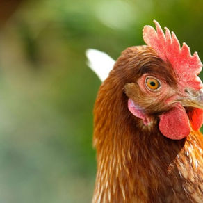 Zoom sur les z'oeufs