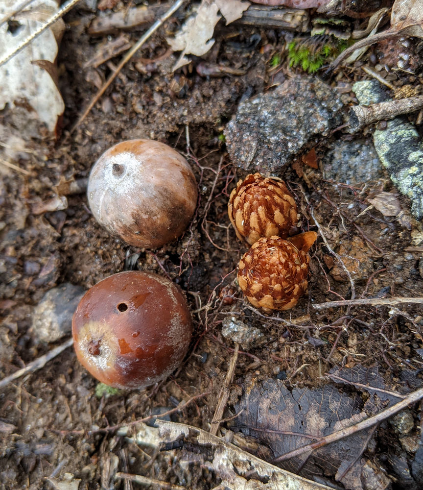 Oaks, Bears, and Bear Corn