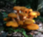 Jack-o-lantern mushrooms (Omphalotus illudens)