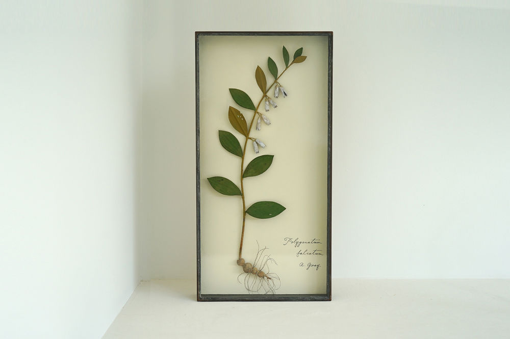 モリソン小林 三葉黄蓮 B5