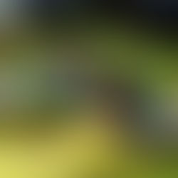 みどりの教室Vol.14　X’masと多肉植物