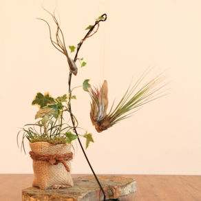 みどりの教室Vol.17 流木とエアープランツ