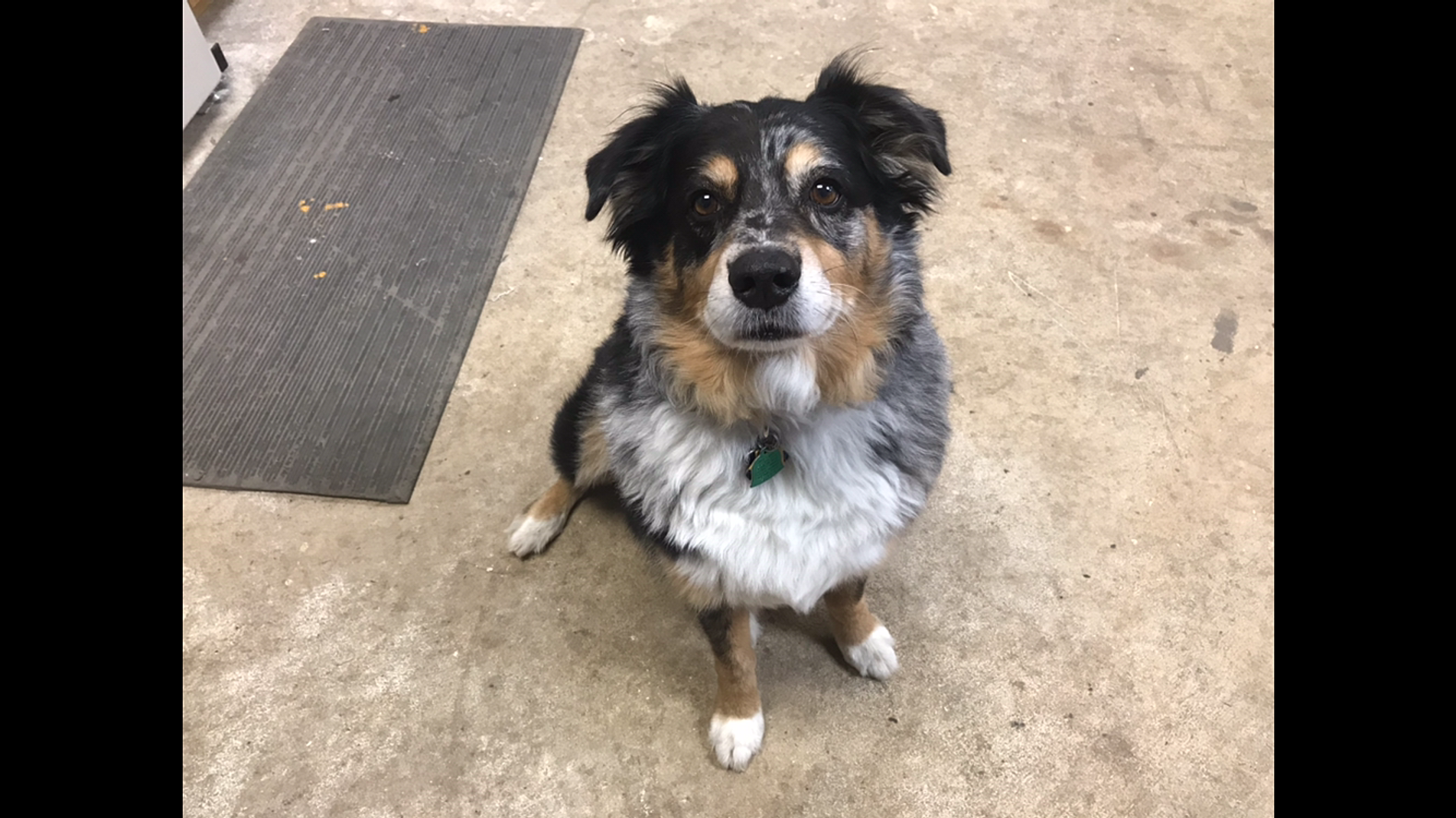 Verternarian United States Berry Animal Hospital