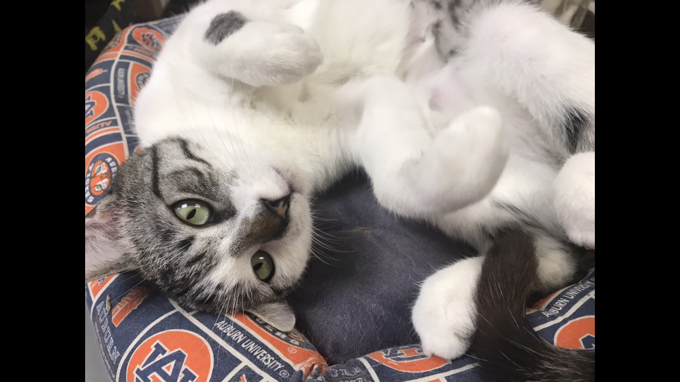 Verternarian United States Berry Animal Hospital