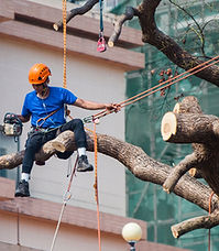 man-in-blue-shirt-siting-on-tree-branch-