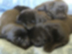 IMG_1642.jpeg