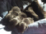 IMG_1721.jpeg
