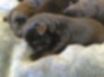IMG_1637.jpeg