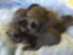 IMG_1639.jpeg
