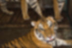 Panthera Tigris Tigris