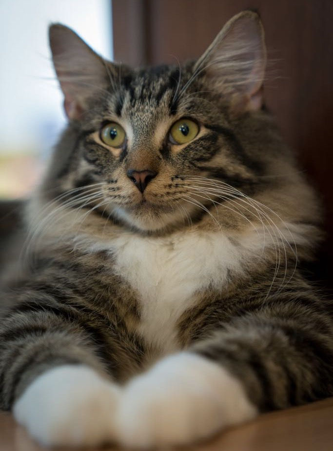 Maxi
