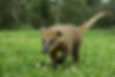 Quati