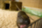 Hippo mic.jpg