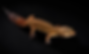 Leopard Spotted Gecko
