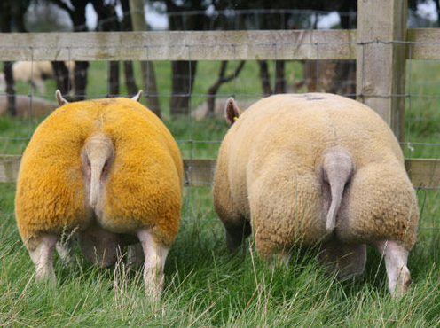 Beltex Sheep