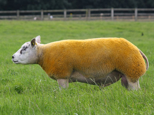 Beltex Sheep