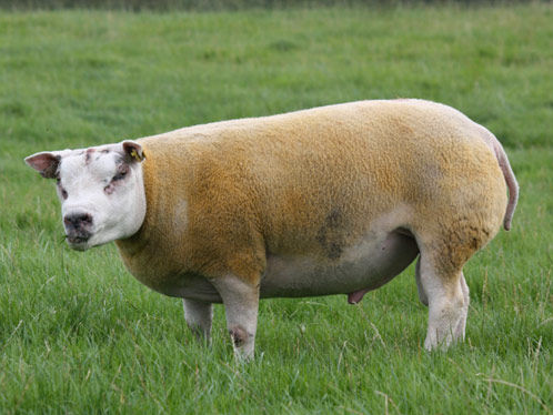 Beltex Sheep