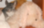 Chinchila