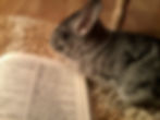 Chinchila