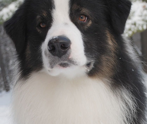 Caini De Talie Medie Medium Sized Dogs