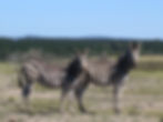 Zebras.jpg