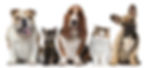 Dogs and Cats for Film and TV