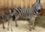 Zebras.jpg
