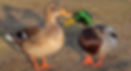 Left - Female Mallard Duck, Right - Male Mallard Duck