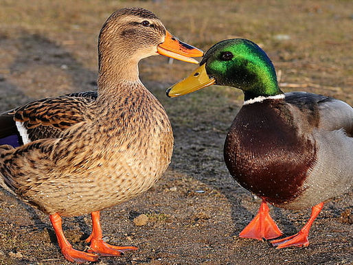 A male-female pair of mallard ducks