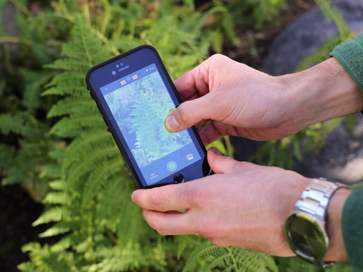 a phone taking a photo of a plant