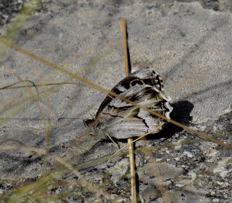 Hipparchia fidia