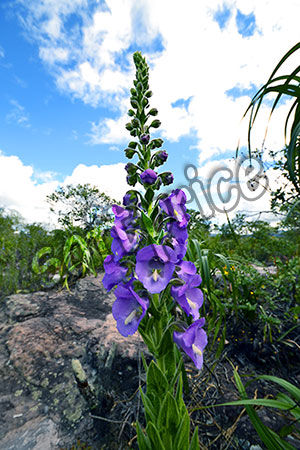 Flor Roxa