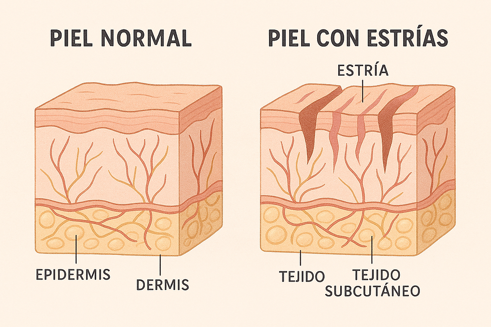 ilustración científi.png