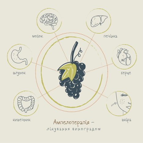Ампелотерапія: цілющий виноград