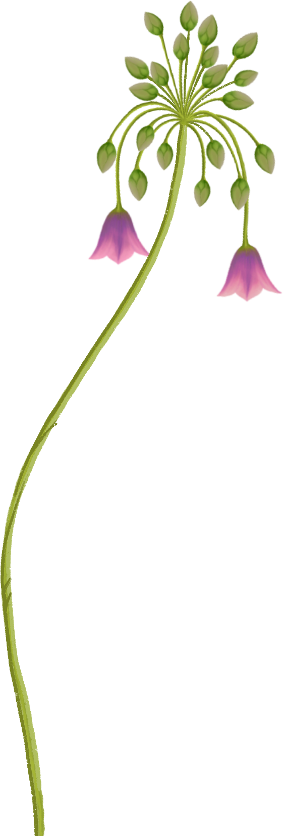 Pink Poppy Flowers