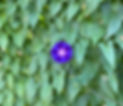 fullsizeoutput_245a_edited_edited.jpg