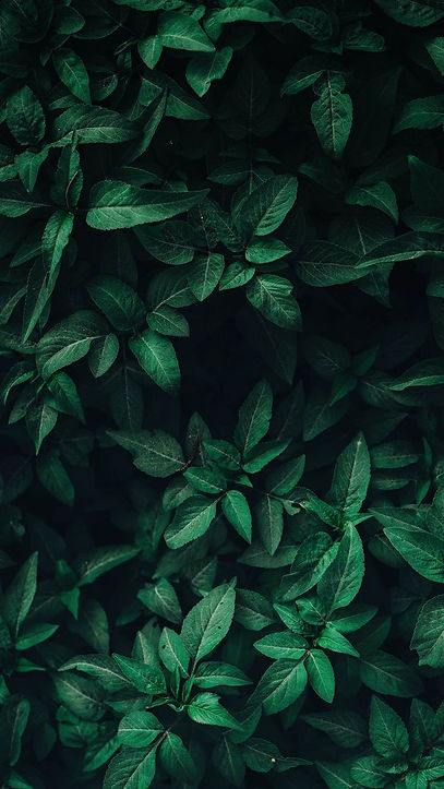 télécharger (21).jpg