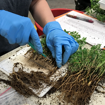 A close up of two hands in blue rubber gloves cutting alfalfa plants