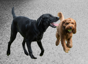 Untitled (284 x 207 px).png