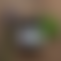 Lavender & Peppermint Essential Oils: The Power Duo Every Wellness Brand Needs.