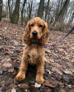 Zorka