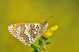 GlamnvilleFritillary.jpeg